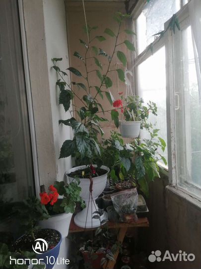 Фиалки цветущие в горшке