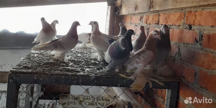 Голуби Алматинские