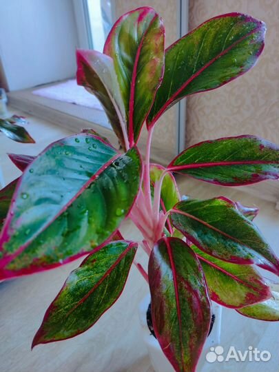 Аглаонема ред файер/крит
