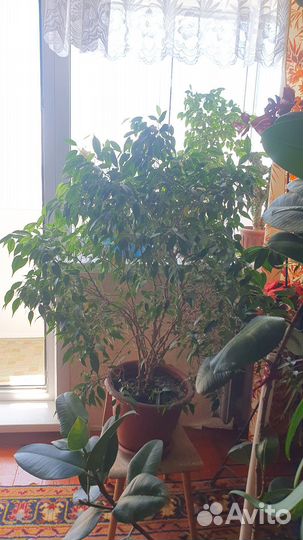 Фикус бенджамина