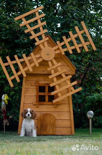 Кавалер кинг чарльз спаниель