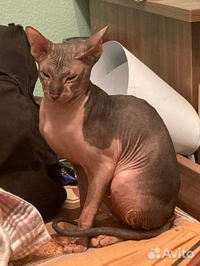 Канадский сфинкс