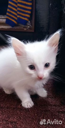 Отдам в добрые руки этих замечательных котиков