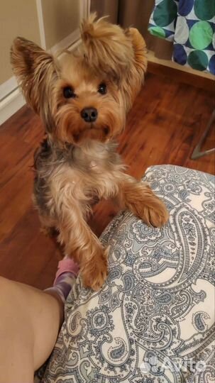 Йоркширский терьер вязка мальчик