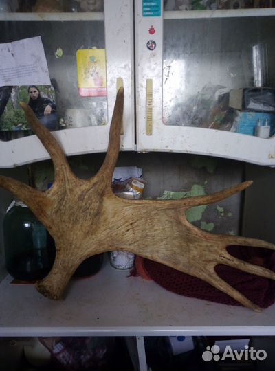Продам семирожковые лосиные рога