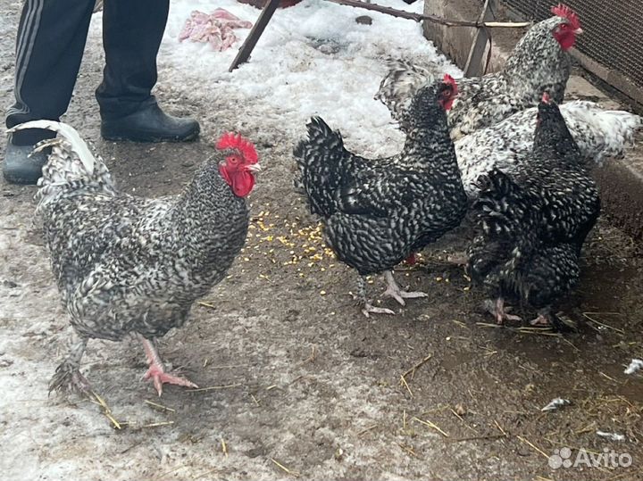 Яйцо Брама(светлая и куропатчатая) и Мехеленская