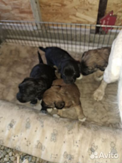 Щенята спаниэль