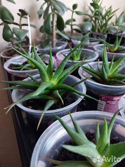 Хавортия attenuata