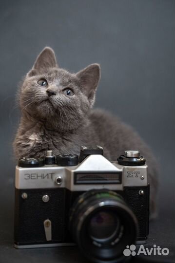 Дакота выжила одна