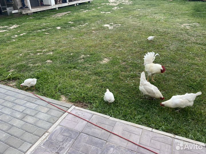 Продаются петухи