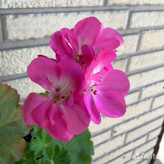 Пеларгония