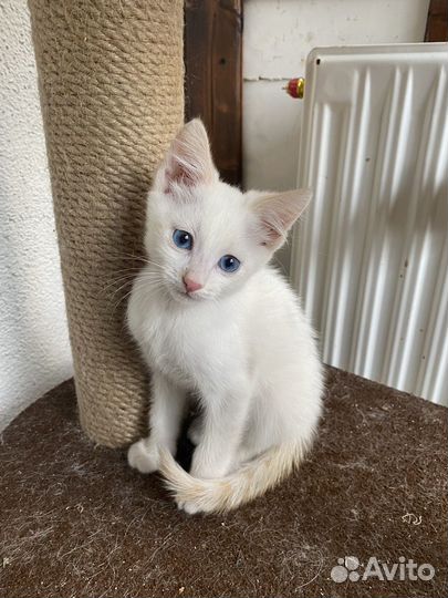 Котенок в добрые руки