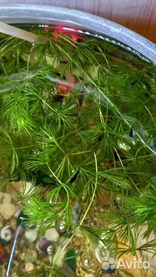 Аквариумные рыбки моллинезии