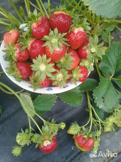 Супер ранняя клубника Флер