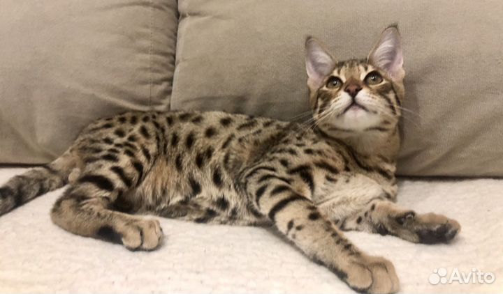 Котята саванна