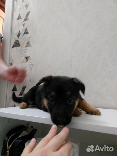 Щенки восточноевропейской овчарки