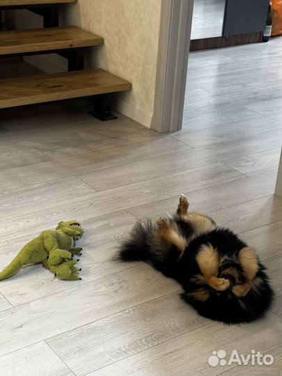 Вязка-Померанский шпиц