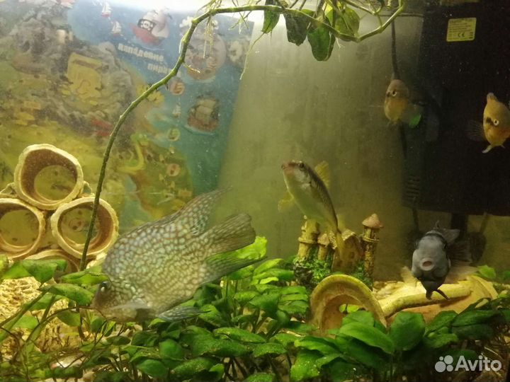Аквариум панорамный 150 л