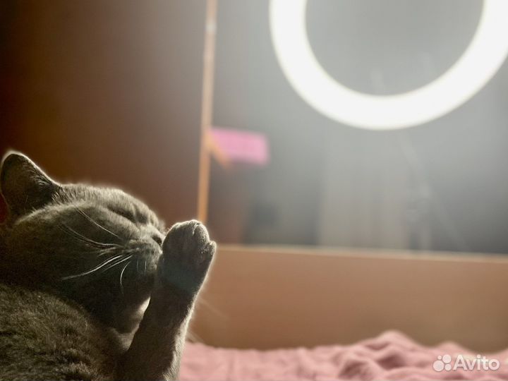 Британский кот для вязки