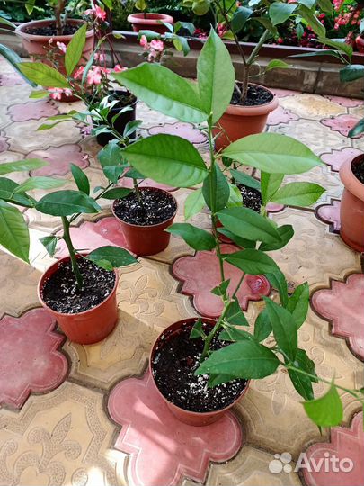 Лимонные деревья