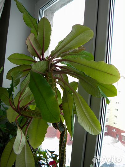 Молочай Беложилковый (беложильчатый)