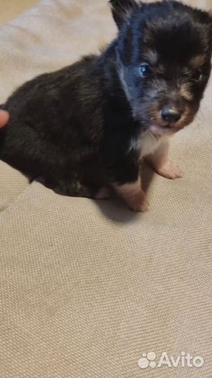 Щенки шелти