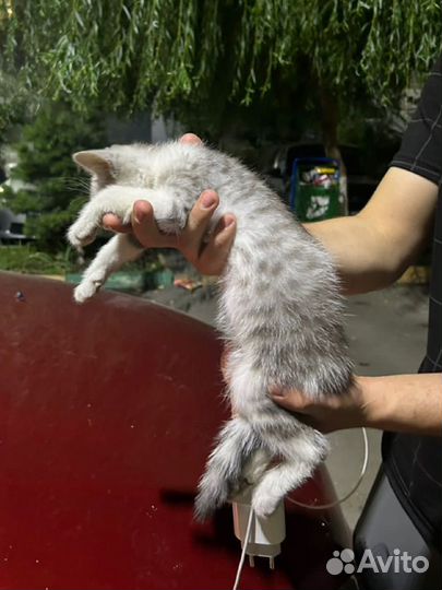 Кошка в дар