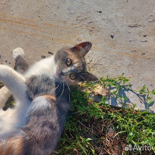 Кошка в дар