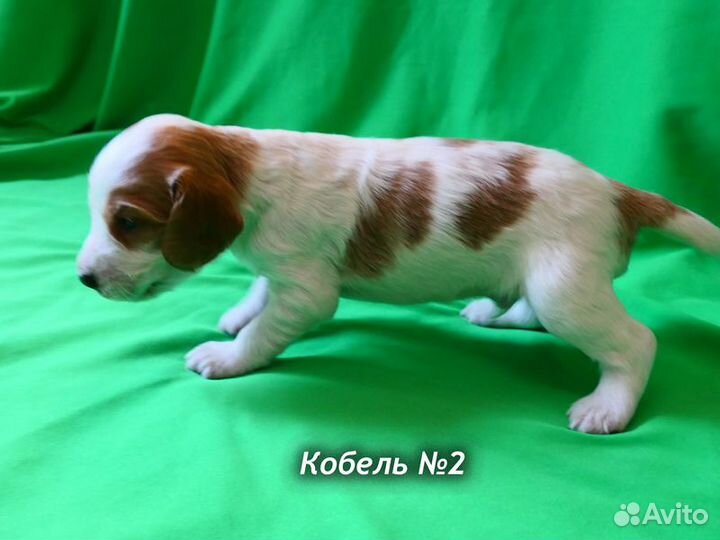 Щенки Русского охотничьего спаниеля. р. 14 февраля