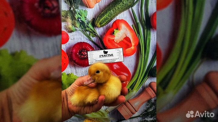 Утята Стар 53 - Фаворит - Башкирские - утка