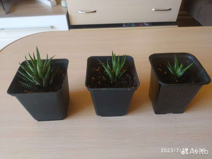 Антуриум и хавортия