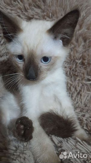 Тайские котята