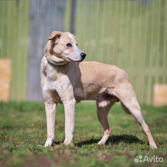 Спасите Луи