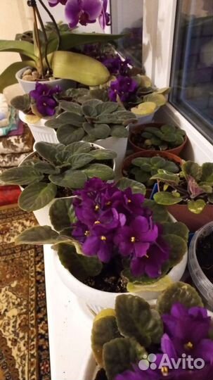 Фиалки цветущие в горшке