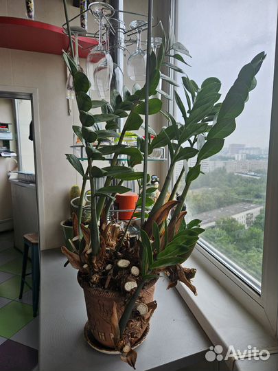 Замиокулькас