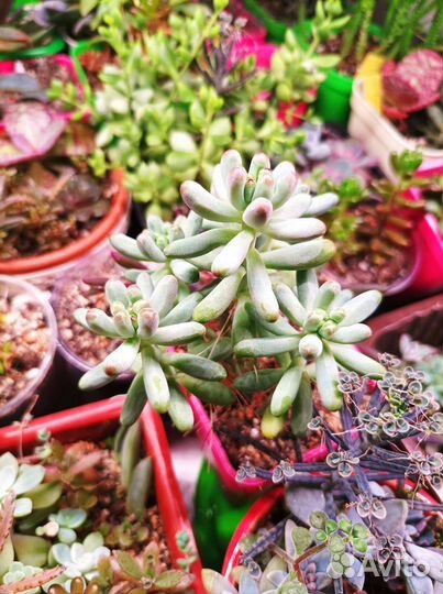 Суккуленты ч.2