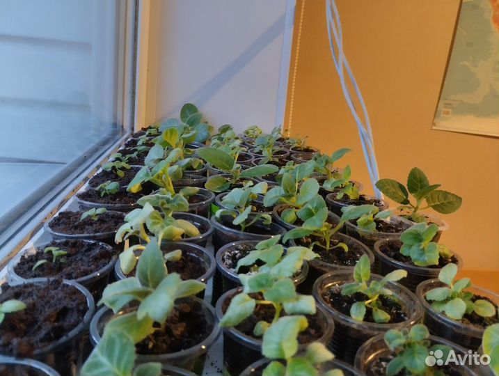 Комнатные растения цветы