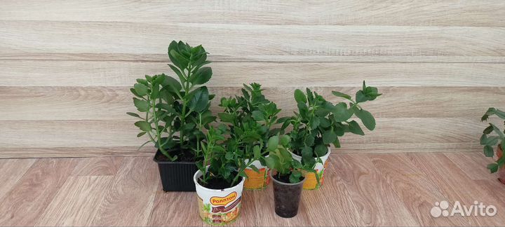 Каланхоэ каландива оранжевый