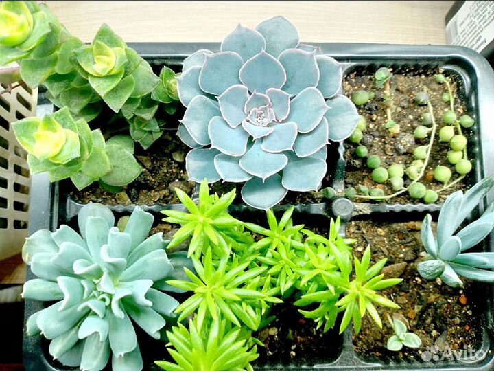 Суккуленты набор