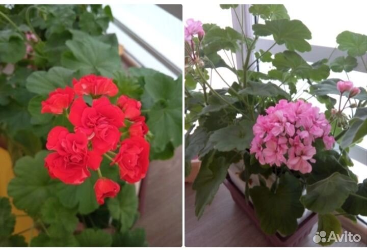 Пеларгония