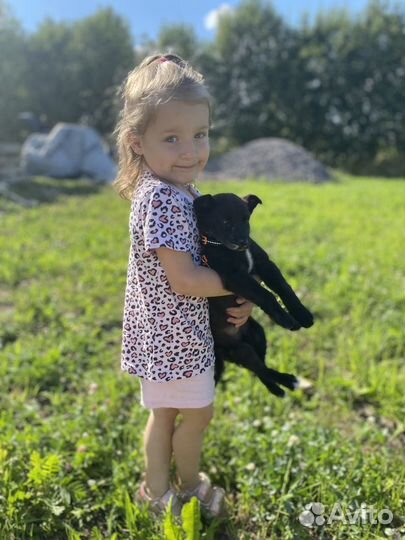 Щенок в добрые руки