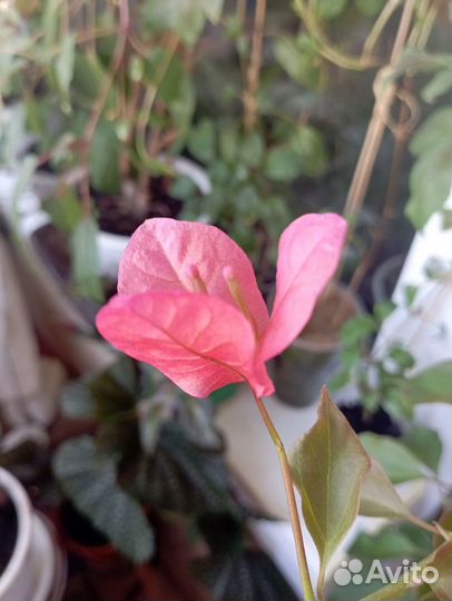 Бугенвилия комнатные цветы