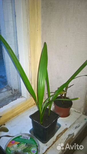 Финиковая пальма