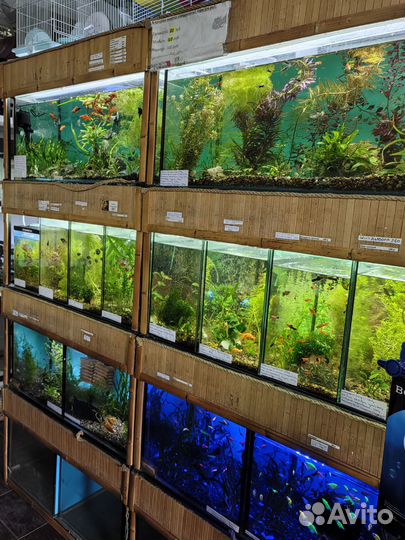 Аквариумные растения. Растения в аквариум