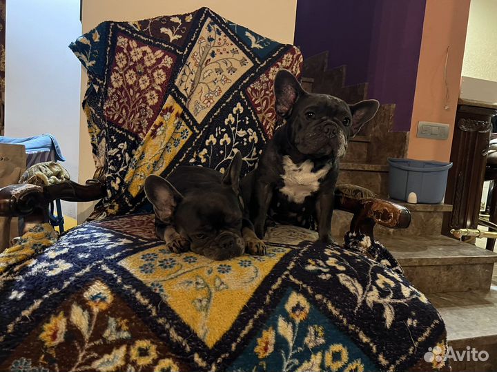 Щенки французского бульдога