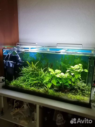 Готовый аквариум