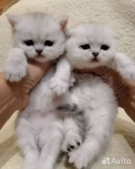 Серебристые шотландцы