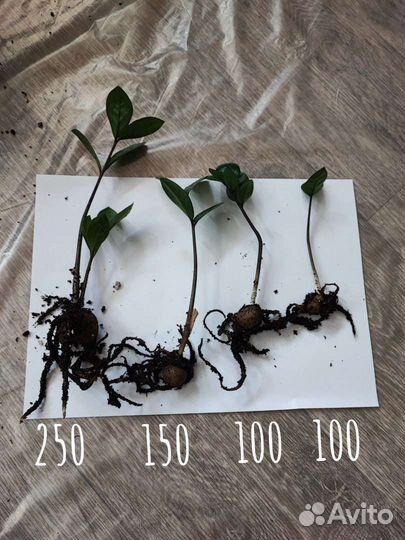 Замиокулькас