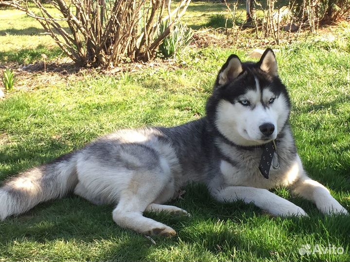 Вязка Хаски