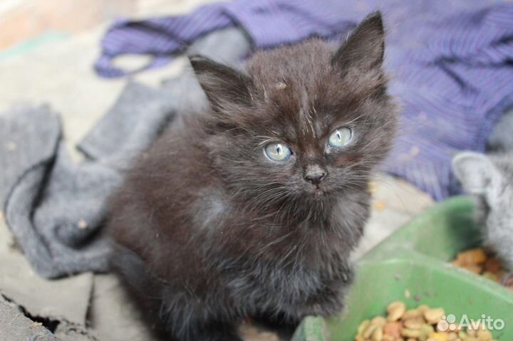Котята ищут дом